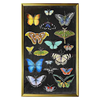 Glass Framed Butterfly Print Wall Art, 19x31