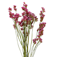 Willow Crossley Pink Statice Stem