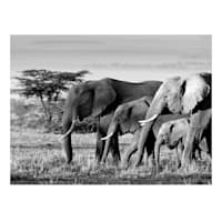 African Elephants Canvas Wall Art, 20x16