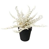 Crosby St. White Fern in Black Pot, 13"