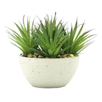 Found & Fable Dracaena Plant in Cement Vessel, 6"