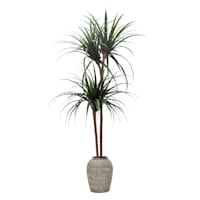 Dracaena Plant in Woven Vessel, 60"