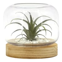 Ty Pennington Air Plant in Glass Vessel with Wood Base, 6.1"