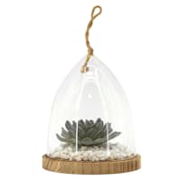 Ty Pennington Succulent in Glass Vessel with Wood Base, 6.5"