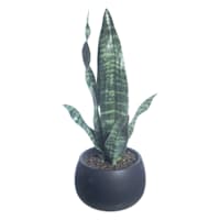 Crosby St. Sansevieria in Black Pot, 17"