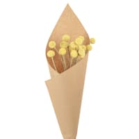 Honeybloom Yellow Craspedia Value Pack