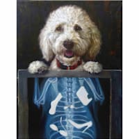X-Ray Dog Canvas Wall Art, 12x16