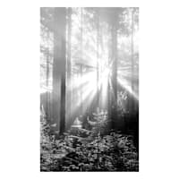 Forest Canvas Wall Art, 36x60