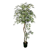 Real-Bark Young Olive Tree, 6'