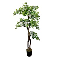 Real-Bark Black Olive Tree, 5'