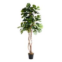 Real-Bark Fig Tree in Black Pot, 6'