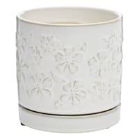 Indoor Dahlia White Pot, Small