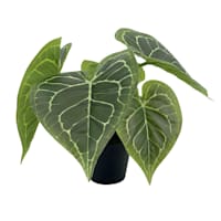 Outdoor-Rated Alocasia Arrangement, 12"