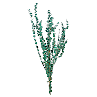 Washed Green Eucalyptus, 4oz