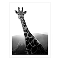 Giraffe Block, 6x8
