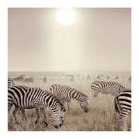 Zebras at High Noon Block, 8"