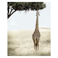 Giraffe Eating Leaves Block, 8x10