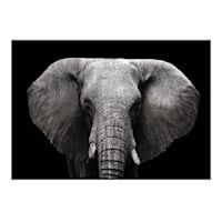 Elephant Canvas Wall Art, 18x26