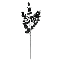 Spellbound Black Eucalyptus Spray, 31"