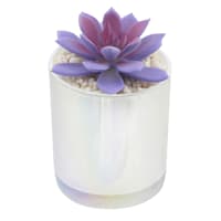 Purple Echeveria in White Vase, 5"