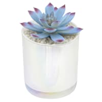 White Echeveria in White Vase, 5"