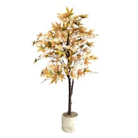 Honeybloom Maple Tree In Pot, 48"