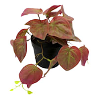 Red Greenery in Pot, 6"