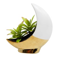 Succulents in Moon Vase, 8.5"