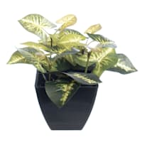 Syngonium Plant in Black Pot, 6.5"
