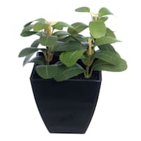 Laurel Plant in Black Pot, 6"