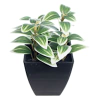 Green Wandering Jew Plant in Pot, 6"