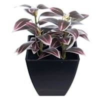 Purple Wandering Jew Plant in Pot, 6"