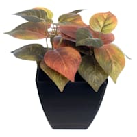 Philodendron Plant in Black Pot, 6"
