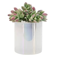 Succulents in Iridescent White Glass Vase, 5.5"
