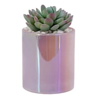 Succulents in Iridescent Purple Glass Vase, 5"