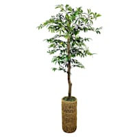 Olive Tree in Cylinder Basket, 5.5'