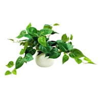 Philodendron Plant in White Pot, 12"