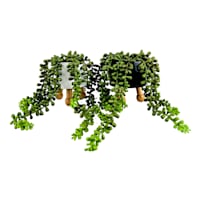 String of Pearls in Tripod Pot, 12"