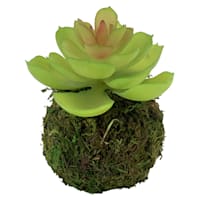 Succulent in Moss Ball, 5"