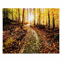 Autumn Path Canvas Wall Art, 16x20