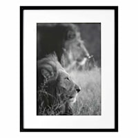 Glass Framed Lions Print Wall Art, 19x25