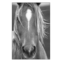 Glass Framed Horse Print Wall Art, 30x40