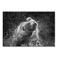 Bear Shaking Water Canvas Wall Art, 20x30