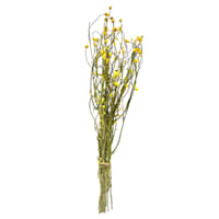 Dried Yellow Ammobium Bundle, 26"