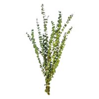 Frosted Olive Green Eucalyptus, 4oz
