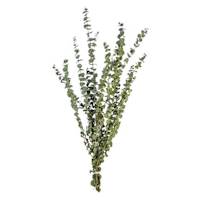 Frosted Olive Green Eucalyptus, 4oz