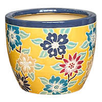 Indoor Amaryllis Planter, Small