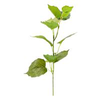 Tomentosum Geranium Pick, 12"