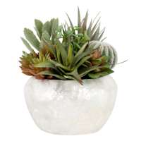 Succulent in Pearlescent Pot, 9"