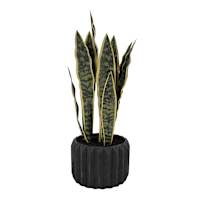 Snake Plant in Black Cement Pot, 20"